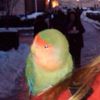 Today's Bird News: UWS Pet Parrot Rescued